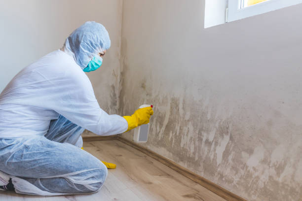 Licensed Mold Testing service in Arlington, GA - WQB Mold Removal